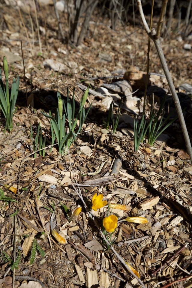 Early Spring Crocuses Emerging Through Wood Chip Mulch