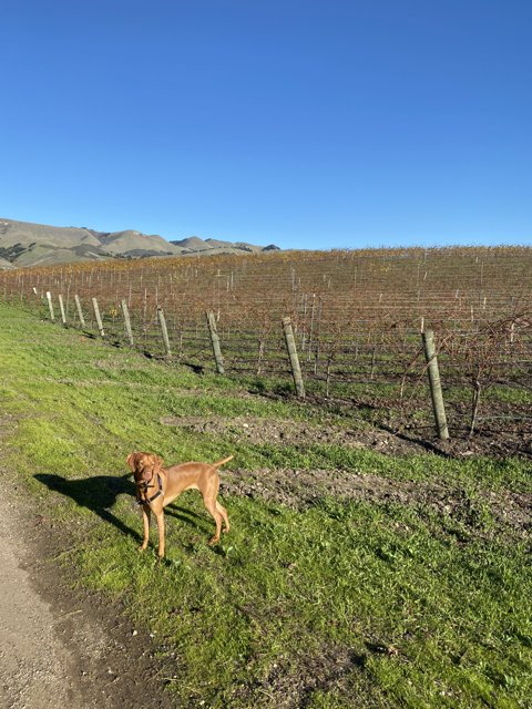 A Canine Companion in the Vineyard