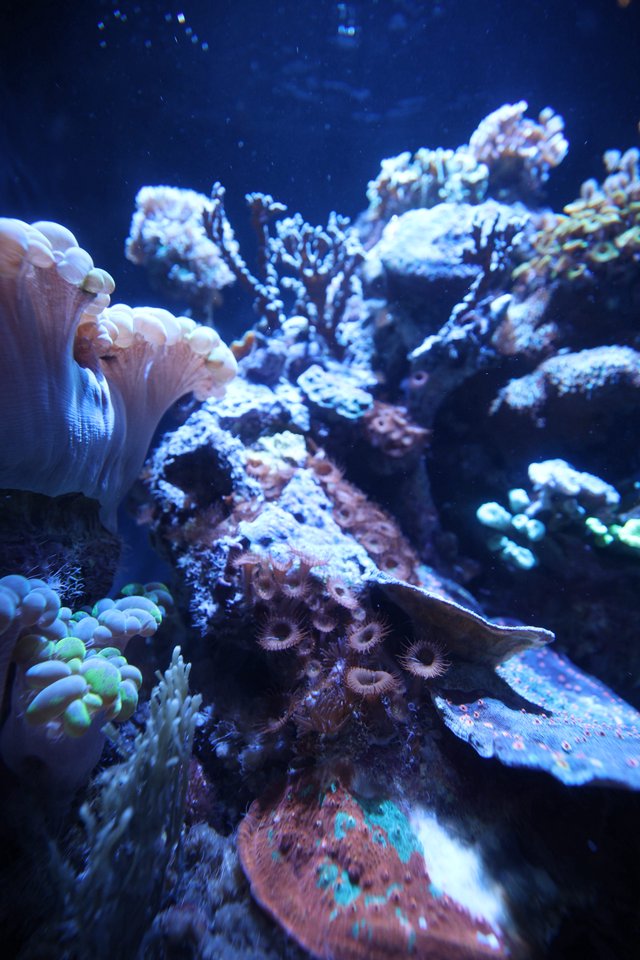 Vibrant Coral Reef Ecosystem Under Blue Light