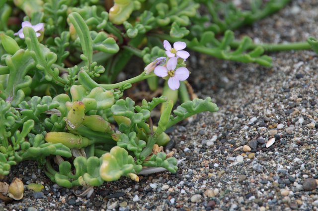 Delicate Sea Rocket Blooms on Sandy Coastal Shore
