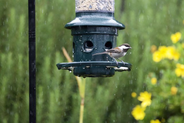 Chickadee Braving the Rain at Garden Bird Feeder