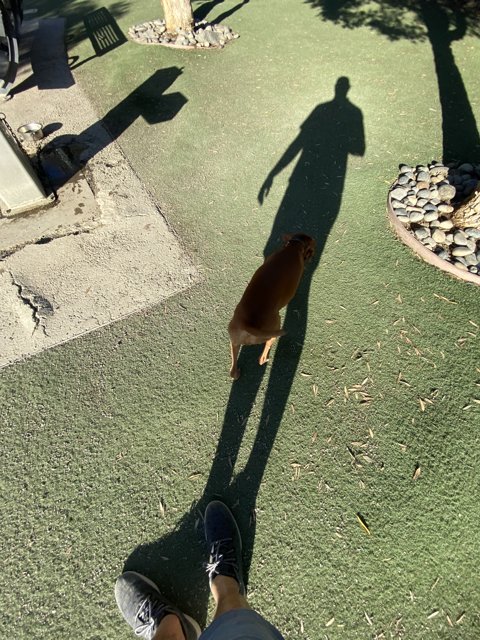 A Teen and his Canine Companion Stroll Through the Park