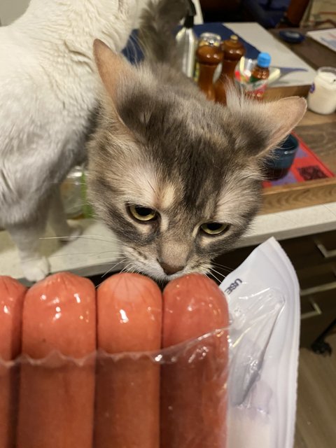 The Curious Cat and the Hot Dog