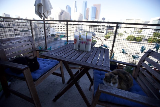 City View with a Feline Companion