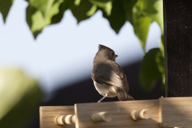 Perched in Serenity