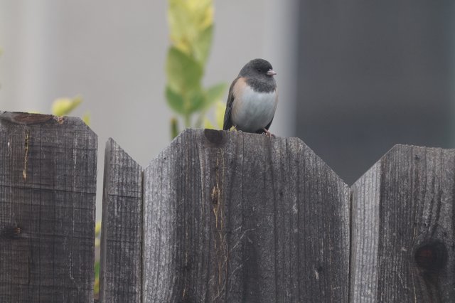 Dark-eyed Junco Perched on Weathered Wooden Fence