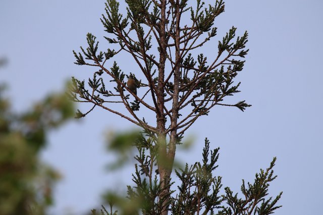 Small Bird Perched on Evergreen Tree at Dusk