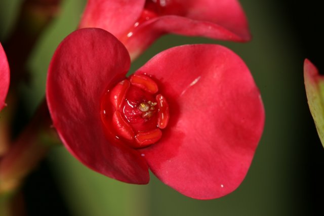 Vibrant Red Geranium with Dew Drops