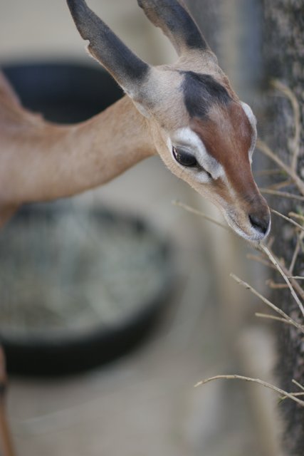 Grazing Impala Antelope