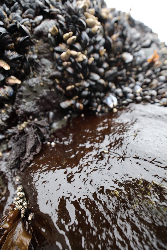 Mussels and Barnacles Colonizing a Tidal Rock