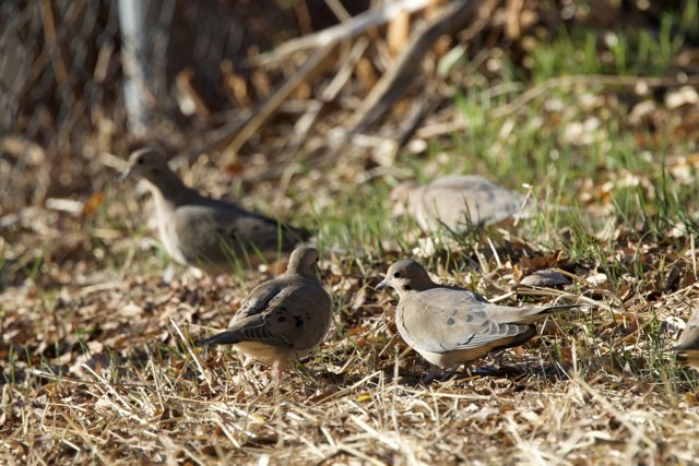 Gathering in the Green: El Sereno’s Feathered Friends