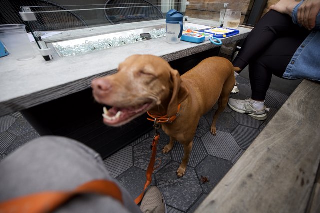 Happy Vizsla at Dog-Friendly Patio Restaurant