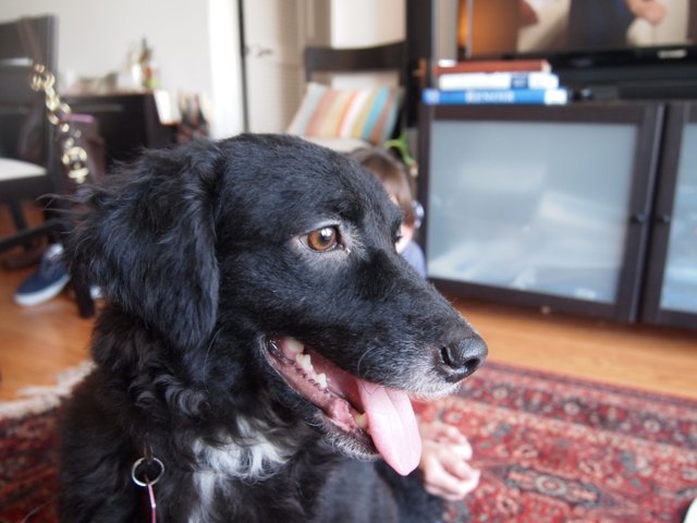 Black Labrador on Living Room Rug