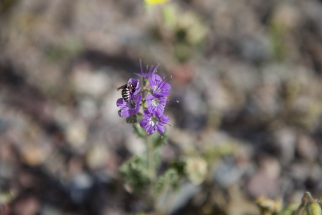 Bee Collecting Pollen from Purple Desert Flower