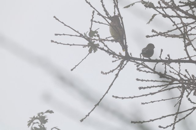 Two Small Birds Perched on Bare Winter Branches
