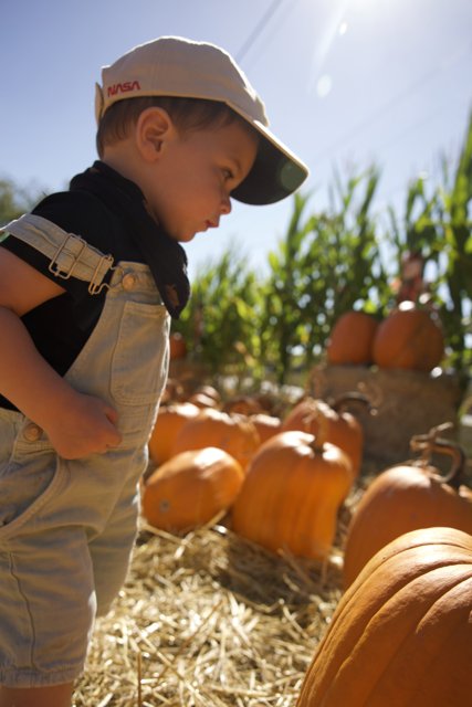 Wonder at the Pumpkin Patch: A Young Boy's Day Out