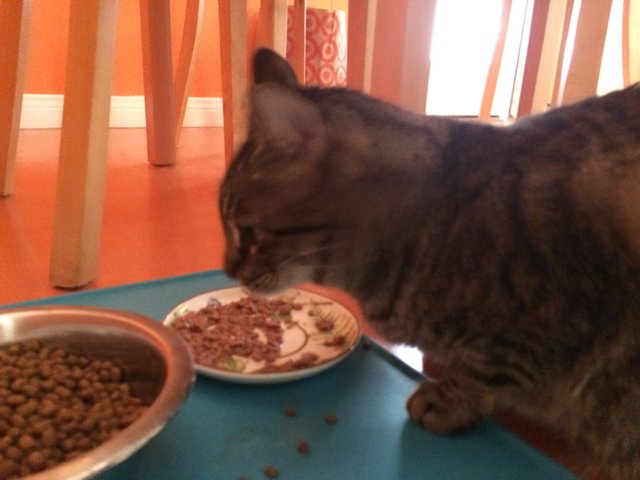 Hungry Manx cat enjoys a meal