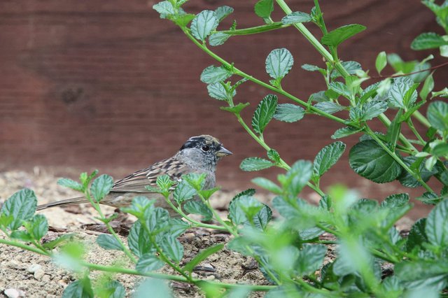 Golden-crowned Sparrow Foraging Among Garden Foliage