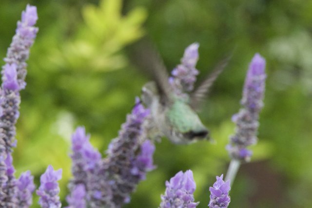 Dance Among the Lavender