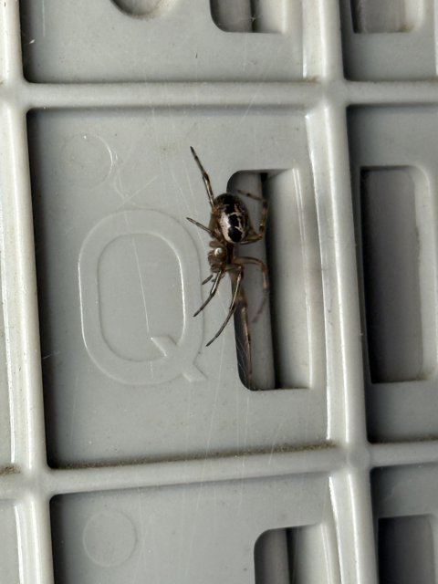 Unexpected Visitor
