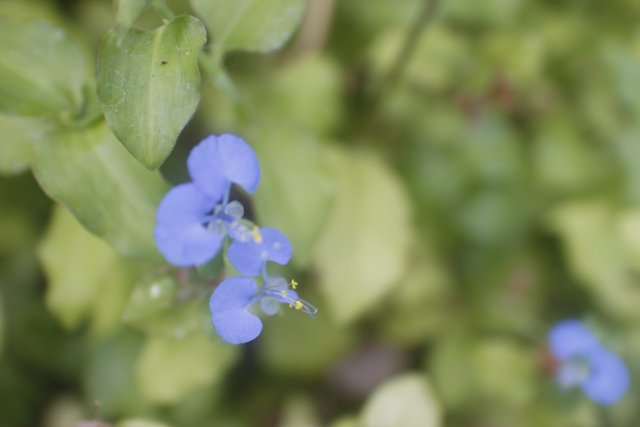 Blue Geranium in Altadena