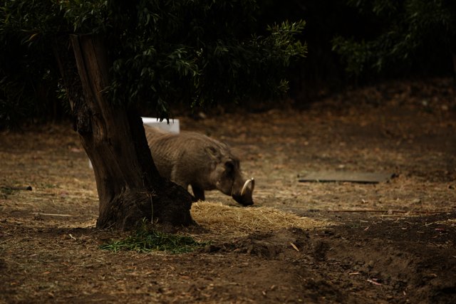 Lunch Time in the Wild: An Oakland Zoo Encounter
