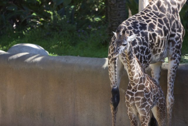 Mother and Baby Giraffe at the Zoo