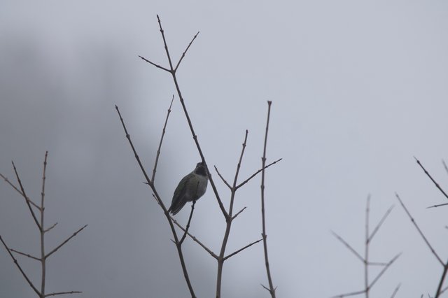 Solitary Bird Perched on Bare Winter Branches