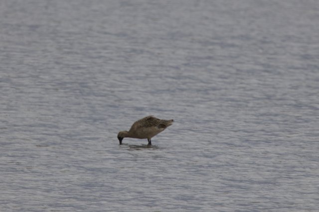 Serenity at San Pablo Bay