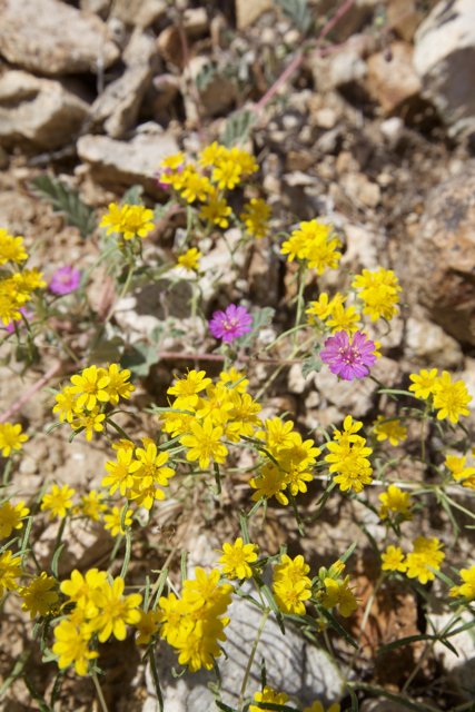 Wildflowers Blanketing the Rocky Landscape