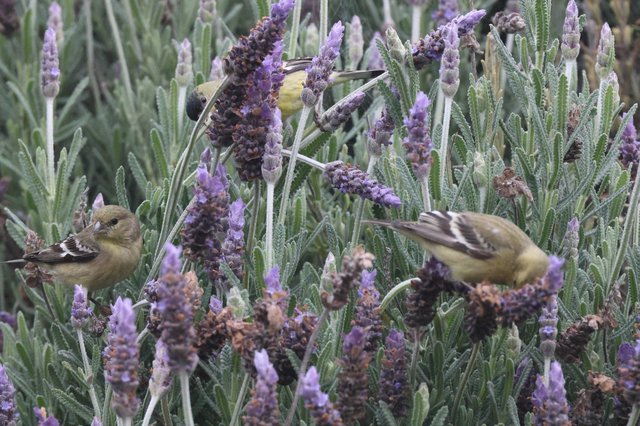Lesser Goldfinches Foraging Among Lavender Blooms