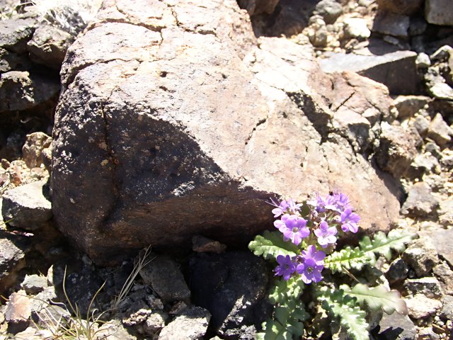 A Purple Geranium Flourishes in the Rocky Wilderness