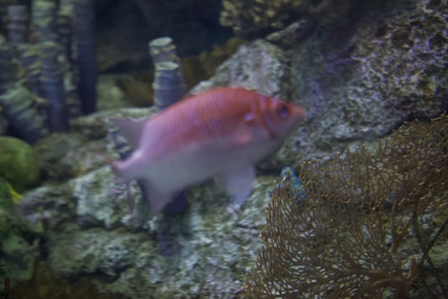 Red Fish in a Coral Reef Aquarium