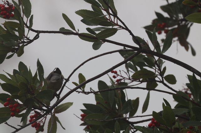 Cedar Waxwing Perched Among Berry-Laden Branches