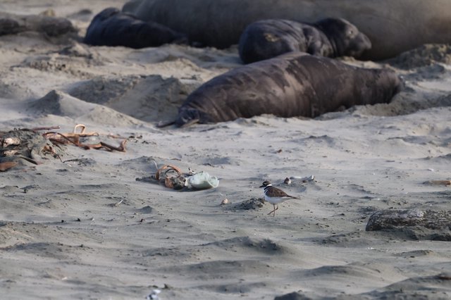 Shore Bird Foraging Among Elephant Seals at Drakes Beach