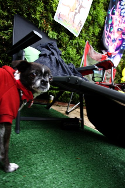 Stylish Pup Steals the Show at Cam's Grad Party