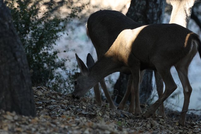 Morning Graze in Carmel Valley