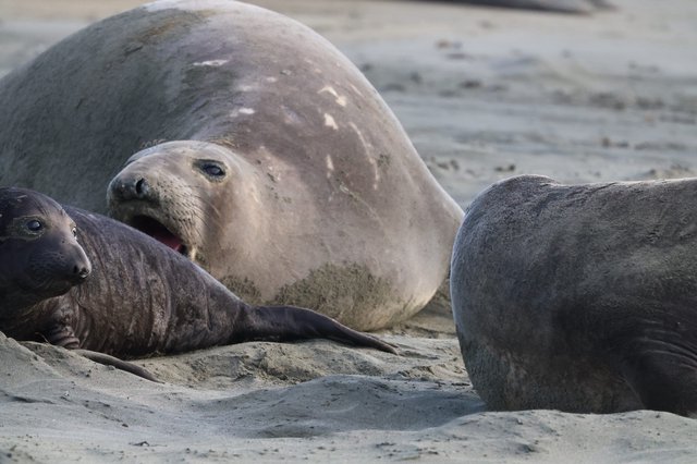 Elephant Seal Pups Resting on Sandy Beach