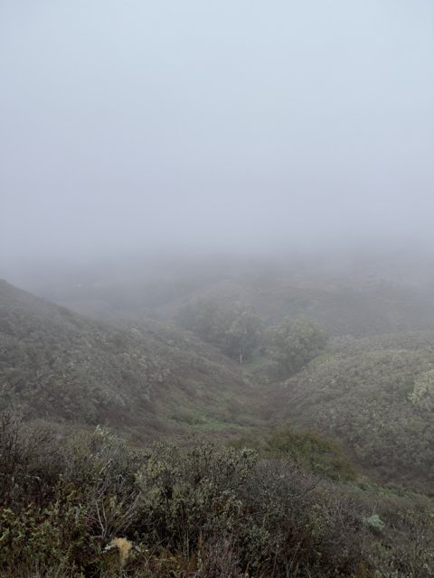 Misty Marin Hillside