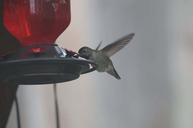 Anna's Hummingbird Feeding at Red Nectar Feeder