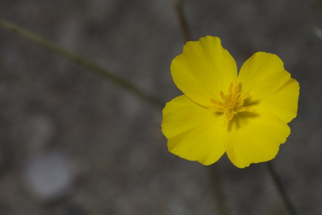 Sole Yellow Geranium