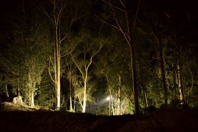 Midnight Mystery in the Eucalyptus Grove