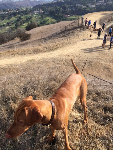 Canine Companion on the Trail