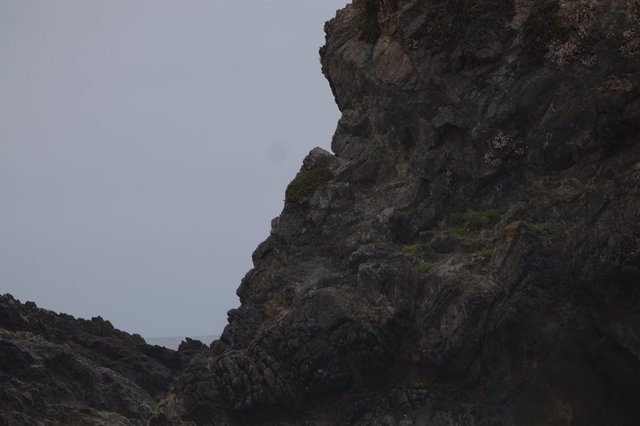 Rugged Coastal Cliffs Draped in Sea Thrift Blooms