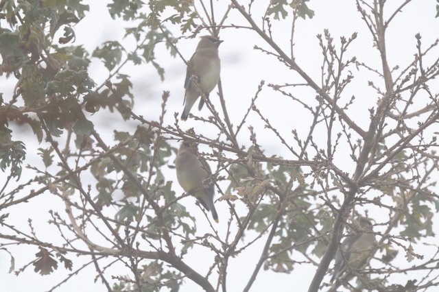 Cedar Waxwings Perched in Winter Oak Tree