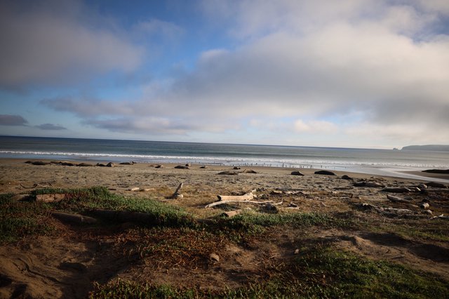 Elephant Seals Resting on Drakes Beach at Dusk