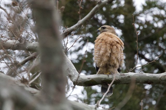 Red-Shouldered Hawk Perched on Winter Branch