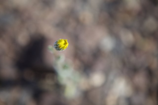 Lone Yellow Bud