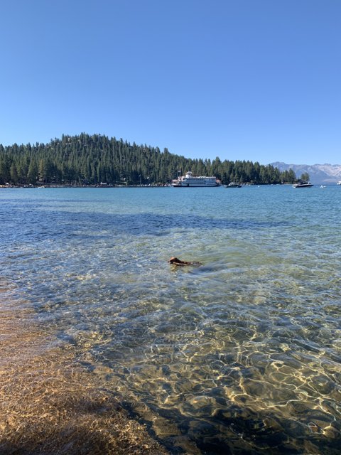 Canine Splashing in Lake Tahoe