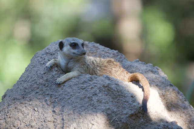 Meerkat on the Rocks